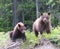 Sibling Grizzlies