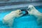 Sibling wrestling in baby games. Two polar bear cubs are playing about in pool. Cute and cuddly animal kids, which are going to be