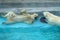 Sibling wrestling in baby games. Two polar bear cubs are playing about in pool. Cute and cuddly animal kids, which are going to be