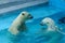 Sibling wrestling in baby games. Two polar bear cubs are playing about in pool. Cute and cuddly animal kids, which are going to be