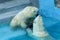 Sibling wrestling in baby games. Two polar bear cubs are playing about in pool. Cute and cuddly animal kids, which are going to be
