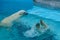 Sibling wrestling in baby games. Two polar bear cubs are playing about in pool. Cute and cuddly animal kids, which are going to be