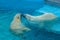 Sibling wrestling in baby games. Two polar bear cubs are playing about in pool. Cute and cuddly animal kids, which are going to be