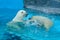 Sibling wrestling in baby games. Two polar bear cubs are playing about in pool. Cute and cuddly animal kids, which are going to be