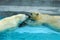 Sibling wrestling in baby games. Two polar bear cubs are playing about in pool. Cute and cuddly animal kids, which are going to be