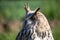 Sibrian eagle owl nocturnal bird of prey predator