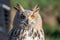 Sibrian eagle owl nocturnal bird of prey predator