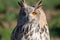 Sibrian eagle owl nocturnal bird of prey predator