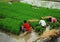 Sichuan :Chinese Farmer