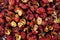 Sichuan pepper