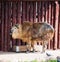 Sichuan Takin