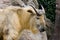 Sichuan takin