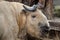 Sichuan takin (Budorcas taxicolor tibetana)