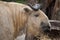 Sichuan takin (Budorcas taxicolor tibetana)