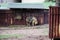 The Sichuan Takin in Moscow Zoo.