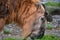 Sichuan takin or Tibetan takin is a subspecies of takin goat-antelope.