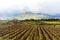 Sicilia, Italy, landscape, wine trees