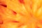 Sicilian Citrus Symphony: Macro Slice of Backlit Orange with Red Hues