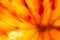 Sicilian Citrus Symphony: Macro Slice of Backlit Orange with Red Hues