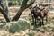 Sicilian Donkeys in Barnyard