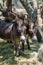 Sicilian Donkeys in Barnyard