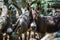 Sicilian Donkeys Eating Hay in Barnyard