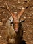 Sicilian goat with curly horns found in Sicily