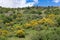 Sicilian inland with mountains, blooming bushes and trees