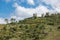 Sicilian inland with mountains, blooming bushes and trees