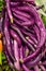Sicilian long purple eggplants vegetables for sale at Itallian market