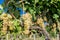 Sicilian soil with grapes for grape harvest