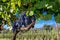 Sicilian soil with grapes for grape harvest