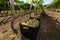 Sicilian soil with grapes for grape harvest