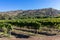 Sicilian soil with grapes for grape harvest