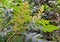 Sicilian sumac  Rhus coriaria L.. Inflorescences of stamen flowers