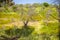 Sicilian uncultivated countryside