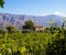 Sicilian wine agriculture farm at the foot of Etna volcano. Scenic panoramic views of the valley, farmland and mountains. Sunny