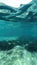 Sicily, Italy - Tyrrhenian sea coastal underwater photo showing bunch of fish against sun rays penetrating through surface of sea