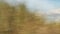 sicily sicilian italy farmland agriculture countryside tree shot from car 290 v