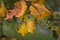 Sick autumn yellow linden leaves. Lime nail gall mite Eriophyes tiliae disease
