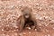 Sick baby baboon dying on the ground