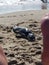 Sick baby seal stranded on the beach