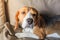 Sick beagle dog