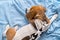 Sick beagle dog slepping  after surgery