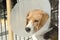 A sick Beagle puppy