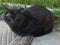 A sick black stray cat sits on a sewer hatch against a green grass. Homeless animals