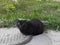 A sick black stray cat sits on a sewer hatch against a green grass. Homeless animals