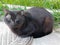 A sick black stray cat sits on a sewer hatch against a green grass. Homeless animals.