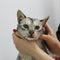 A sick breed cat toyger in the hands of the owner. It is brought for examination and treatment in a veterinary clinic