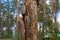 Sick brown pine with dry fallen bark in the forest